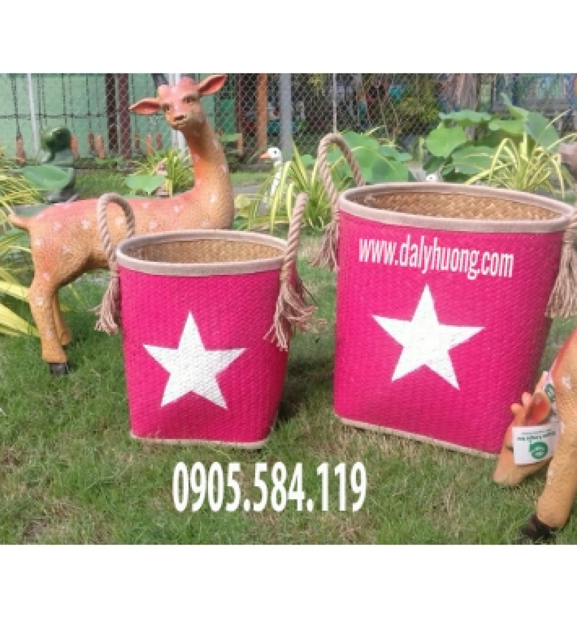 Thố hồng ngôi sao trắng