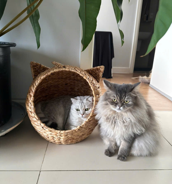 Nhà mèo lục bình tròn + nệm